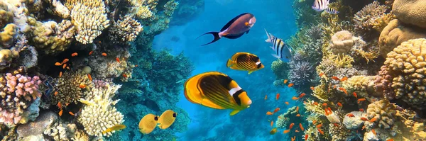 Підводні Тропічні Риби Коралових Рифах Червоному Морі Блакитні Метелики Фіолетова — стокове фото