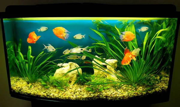 Close Aquarium Tank Full Fish — Stock Photo, Image