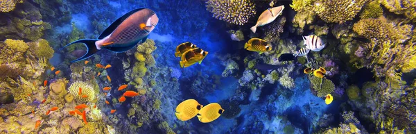 Arabische Sohal Chirurg Vis Natuurlijke Omgeving Onderwater Kleurrijke Vissen Bij — Stockfoto