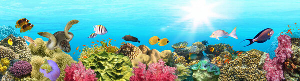 underwater paradise background - coral reef wildlife nature collage with sea turtle and colorful fish background