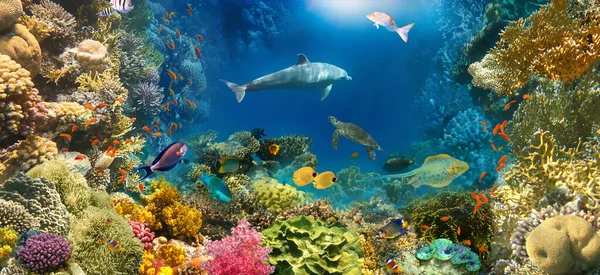 Fondo Paraíso Submarino Arrecife Coral Naturaleza Naturaleza Collage Con Tortuga — Foto de Stock