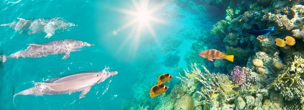 Podwodna Scena Delfinami Kolorowa Rafa Koralowa Pełna Czerwonych Ryb Pocztówka — Zdjęcie stockowe