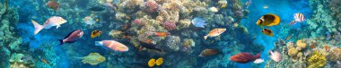 Kızıldeniz 'deki mercan kayalıklarında sualtı renkli tropikal balıklar - mavi heek kelebekbalığı, soluk küçük hanım, sergre, desjardin yelkenli tangfish veya Zebrasoma desjardinii