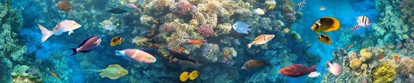 Bunte Tropische Unterwasserfische Korallenriff Roten Meer Blaueckschmetterlingsfische Blasse Jungfrauen Serriesen — Stockfoto