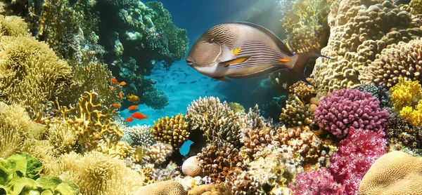 Peces cirujano sohal árabe en el entorno natural — Foto de Stock