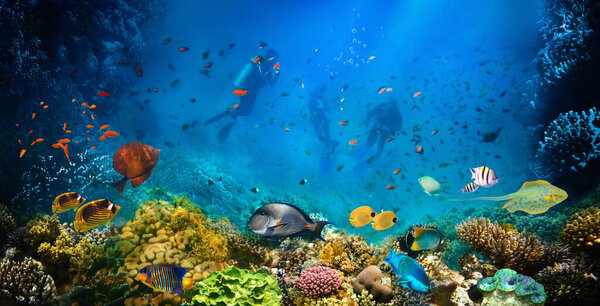 Группа водолазов, изучающих коралловый риф. Подводные виды спорта и тропический отдых.
