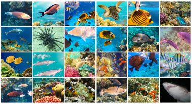 Su altı dünyası. Mısır 'daki Kızıl Deniz' de mercan kayalıkları ve balıklar. Kolaj