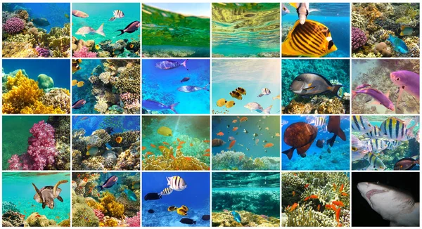 Underwater World Coral Reef Fishes Red Sea Egypt Collage — Stock Photo, Image