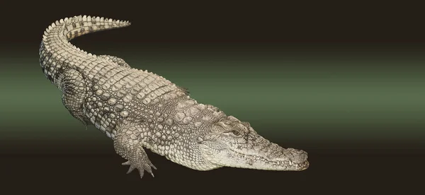 Sötvatten Nilen Krokodil Isolerad Grön Bakgrund — Stockfoto