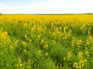 Çiçekli karabuğday tarlasının inanılmaz güzel manzarası güzel bir gökyüzüne karşı.