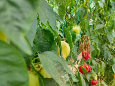 Türkiye 'nin Antalya kentindeki sera çiftliğinde taze dolmalık biberleri kapatın