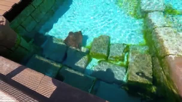 Stingrockor under vatten. — Stockvideo