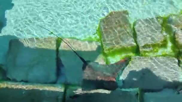 Stingrado Sott Acqua Stingrays Sono Gruppo Raggi Marini Che Sono — Video Stock