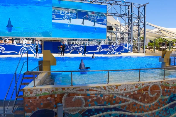 Белек Анталья Турция Мая 2021 Года Дельфины Творческом Развлекательном Шоу — стоковое фото