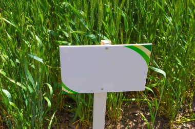 Ukrayna 'daki tarlalarda yeşil yumuşak buğday