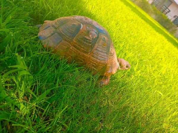 Afrika Mahmuzlu Kaplumbağa Geochelone Sulcata Bahçedeki Çayırda — Stok fotoğraf