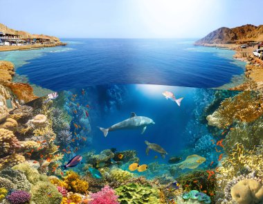Sualtı kanyonu üzerinde, Dahab, Mısır 'daki mavi delikte dalgıç. Mercan ve balıklarla kolaj