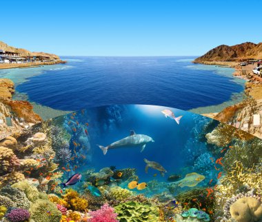 Sualtı kanyonu üzerinde, Dahab, Mısır 'daki mavi delikte dalgıç. Mercan ve balıklarla kolaj