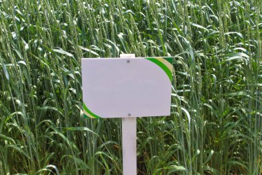 Ukrayna 'daki tarlalarda yeşil yumuşak buğday