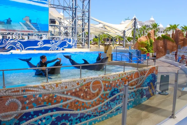 Belek Antalya Turquía Mayo 2021 Los Delfines Espectáculo Entretenimiento Creativo — Foto de Stock