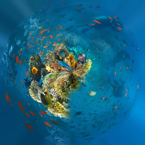Подводный Мир Коралловые Рыбы Красного Моря Египет — стоковое фото