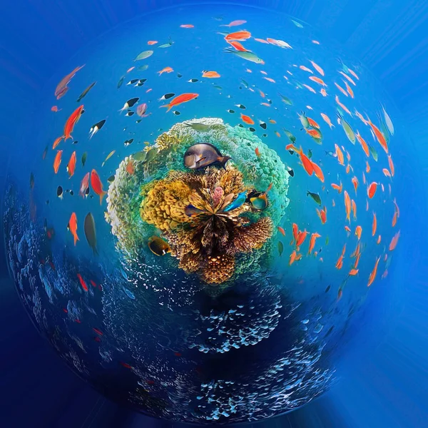 Unterwasserwelt Korallenriff Und Fische Roten Meer Vor Ägypten — Stockfoto
