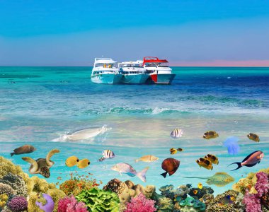 Ras Muhammad Ulusal Parkı, Kızıldeniz, Mısır 'ın kayalık toprakları ve mercan resifleri ile bölünmüş çekim