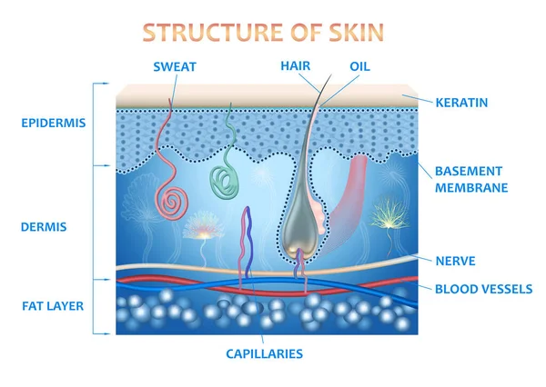 Anatomia Skóry Oraz Warstw Elementów Które Tworzą Ilustracja Medyczna — Zdjęcie stockowe