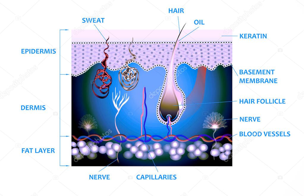 Anatomy of the skin and the layers and elements that compose it. Medical illustration