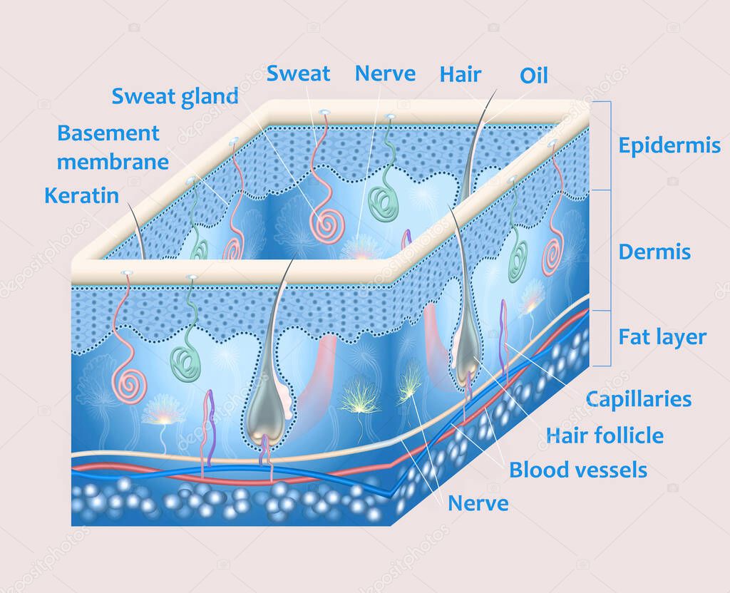 Anatomy of the skin and the layers and elements that compose it. Medical illustration