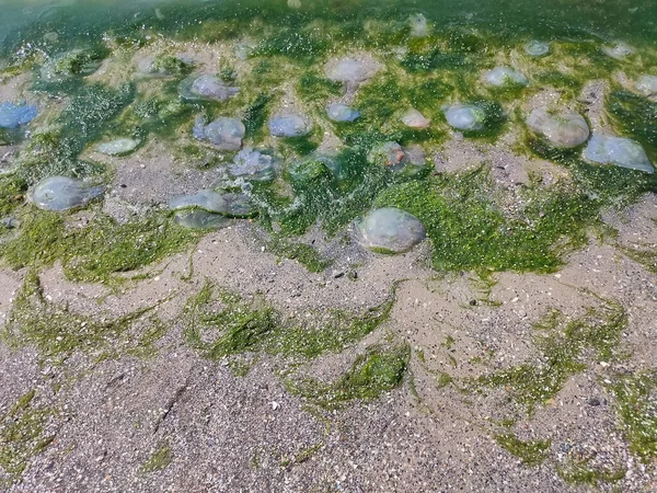 Kleine Weiße Quallen Treiben Mit Algen Auf Der Wasseroberfläche Bei — Stockfoto