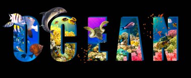 Sualtı cenneti kolajı. Mercan resifleri ve vahşi yaşam ile dolu bir arka plan. Beyaz arka planda izole edilmiş metin okyanusu olan renkli balıklar