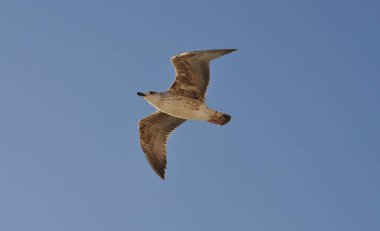 Mavi denizin üzerinde uçan martı, deniz kuşu Akdeniz martısı