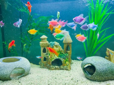 Tatlı su akvaryumunda güzel ekilmiş tropikal balıklar.