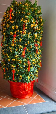 Calamondin ağacı, ayrıca kalamansi ya da Filipin limonu olarak da bilinir, Çin Yeni Yıl kutlamaları için süslenmiştir..