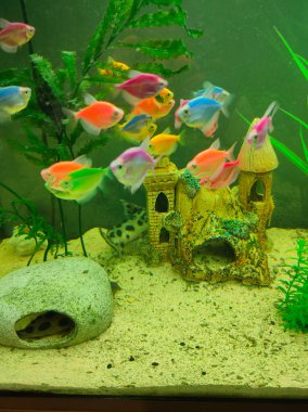 Pembe zebra danio glofish. Balık dolu akvaryumun yakınında.