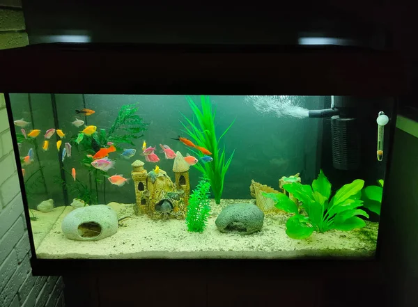 Akvaryum akvaryumunun kapağı balık dolu.
