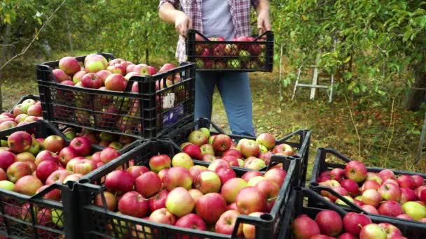 Boeren oogsten appels in boomgaard — Stockvideo