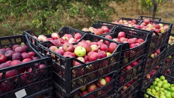 Στοίβα κουτιών με συγκομισθέντα μήλα σε οπωρώνα — Αρχείο Βίντεο