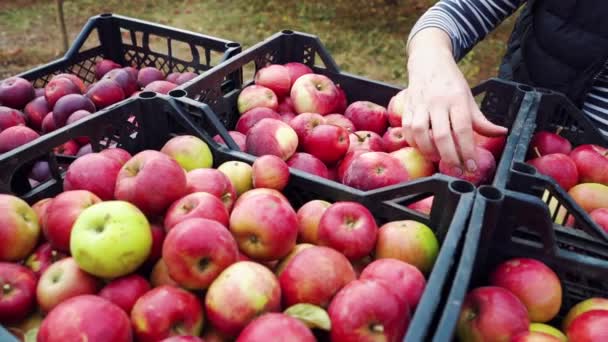 Agricultor feminino classificando maçãs em caixas de plástico — Vídeo de Stock