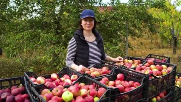 Agricultora posando com maçãs colhidas no pomar — Vídeo de Stock