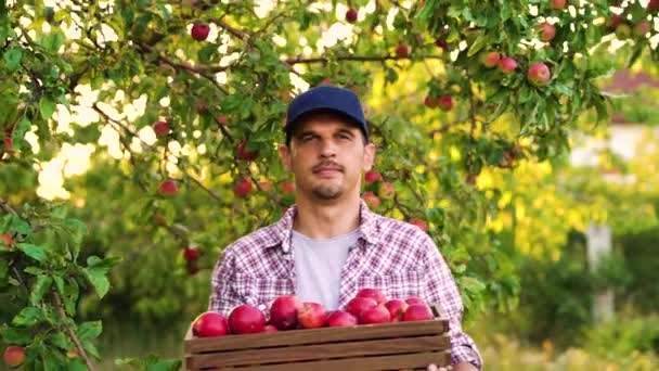 Κουτί μεταφοράς γεωργικών προϊόντων με φρέσκα μήλα — Αρχείο Βίντεο