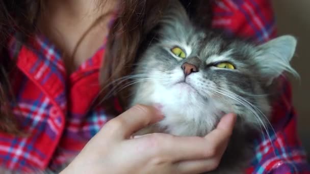 Ragazza coccole soffice gatto sulle braccia — Video Stock