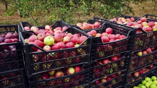 Μήλα σε πλαστικά κουτιά έτοιμα για μεταφορά από το περιβόλι — Αρχείο Βίντεο