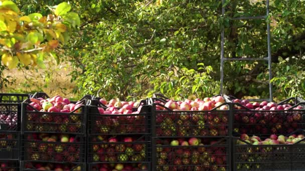 Çiftçi meyve bahçesinde elmalarla plastik kutu alıyor. — Stok video