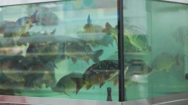 Živé ryby v akváriu supermarketu