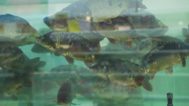 Жива риба в акваріумі в продуктовому магазині — стокове відео