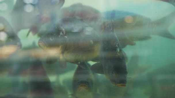 Levande fisk bakom akvarium glas i snabbköpet — Stockvideo