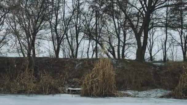 Donna che corre tra gli alberi vicino al lago ghiacciato — Video Stock