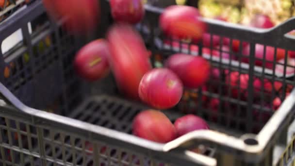 Embalaje de manzanas cosechadas en cajas de plástico — Vídeo de stock